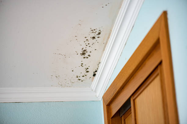 Why You Should Choose Our Mold Remediation Services in White Oak, TX